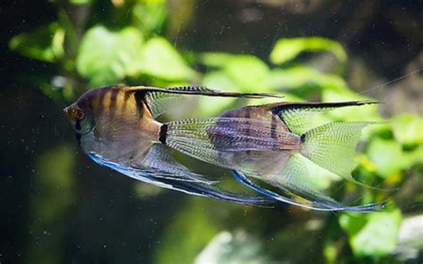 七彩神仙魚飼養入門|七彩神仙魚好養嗎？七彩神仙魚價格、品種、壽命&入。